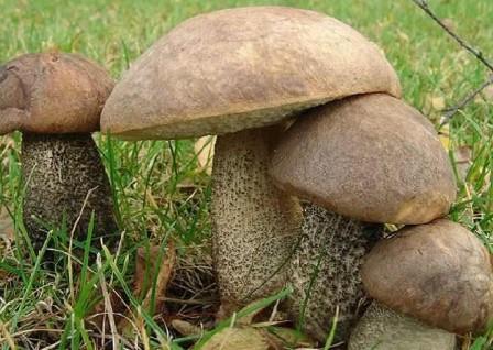    Leccinum scabrum